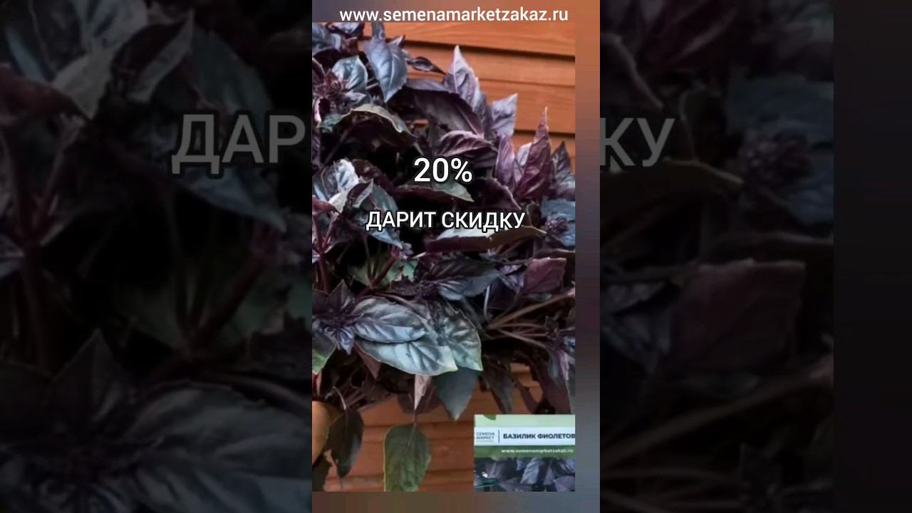 Каждый четверг скидка на семена зелени по промокоду.#семенамаркет #семена #скидка#заказатьсемена