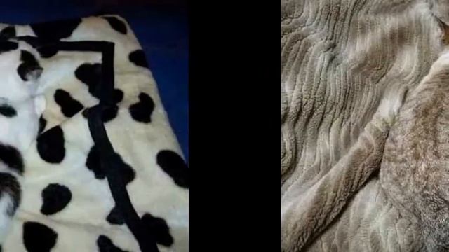 Найди кота в картинках. Кошки - мастера маскировки смотреть онлайн