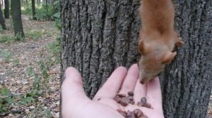 Думал что бельчонок один, а их два