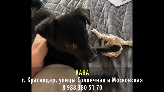 Пропала собака! КАНА. г. Краснодар, улицы Солнечная, Московская