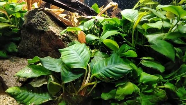 Nature Aquarium/ Природный аквариум со скаляриями