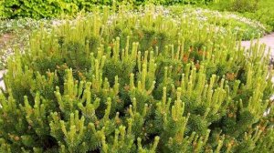 ?Необычные хвойные для МАЛОУХОДНОГО сада