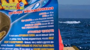 Деагостини МОРСКИЕ ГИГАНТЫ и Ко Макси и КАШАЛОТ Deagostini распаковка