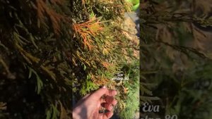 ЗАБОЛЕВАНИЯ ТУЙ. Причины