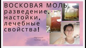 Восковая моль
