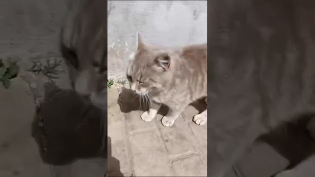 #котики #кот #котята #мои #коты смотреть онлайн