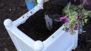 Gardening Tip #2 Planter Box with Holly