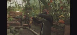 Корень мандрагоры