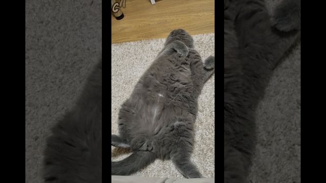 котик ,очень котик.#религиякотизм #котолюбовь #зверьемое #рекомендации #яшкакот #этомое #