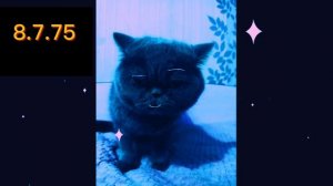 оригинальные радостные лица кефира ремастер v8.0 (10 минут 56 секунд)