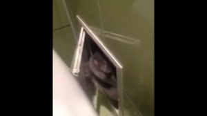 Приколы! Умные животные