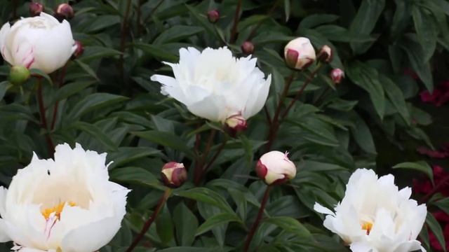 Lois Kelsey | R2 Flowers BV | Peonies смотреть онлайн