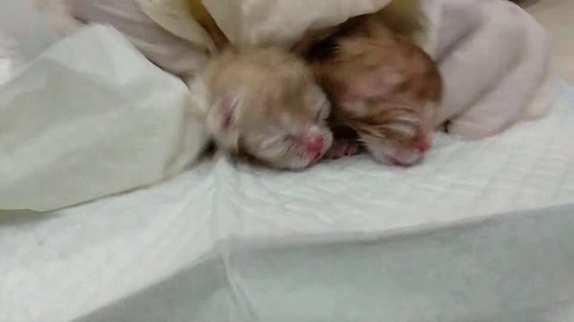 Новорождённые котята, реанимация.