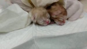 Новорождённые котята, реанимация.