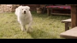 Парктроник прикол