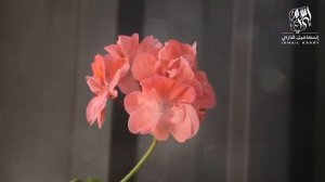 СУРА КАХФ СЛУШАЙТЕ КАЖДУЮ ПЯТНИЦУ#сура #кахф