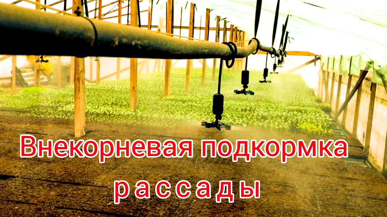 Листовая подкормка рассады в теплице.