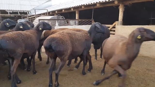 Элитные гитары город джалал-абад+9969238530 смотреть онлайн