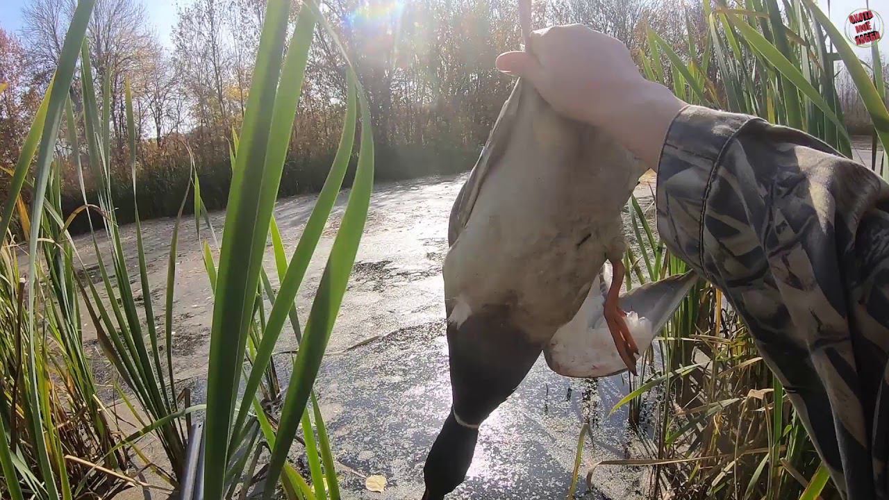 Утки море! Не успеваю стрелять. ОХОТА МОЁ ХОББИ смотреть онлайн