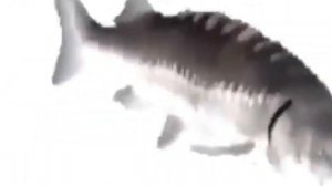 Карась крутится 1 минуту 30 секунд