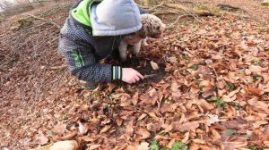 ЧЕРНЫЙ ТРЮФЕЛЬ / TRUFFLE HUNTING! ПОДЗЕМНЫЙ ГРИБ ТРЮФЕЛЬ СО СПЕЦИАЛЬНОЙ СОБАКОЙ Lagotto Romagnolo!