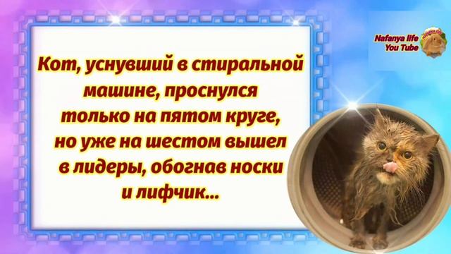 Кото-Позитивчик Для Моих Друзей. Анекдоты Про Котов. Юморок.