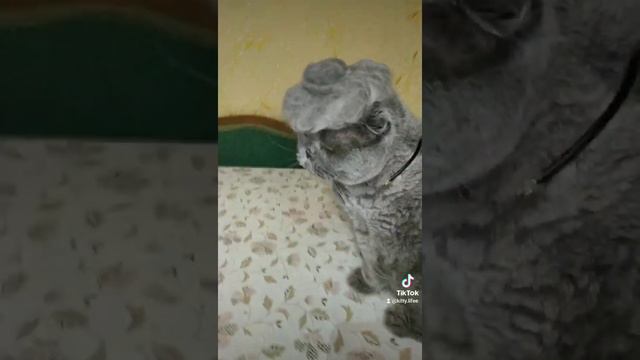 Зачем нужна кошачья шерсть!?😜🤪🤯🤭😸😻