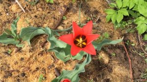 Цветение многоцветкового тюльпана "Toronto" (Tulips "Toronto")