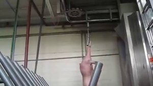 Линия убоя свиней