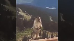 Орущий суслик.Прикол