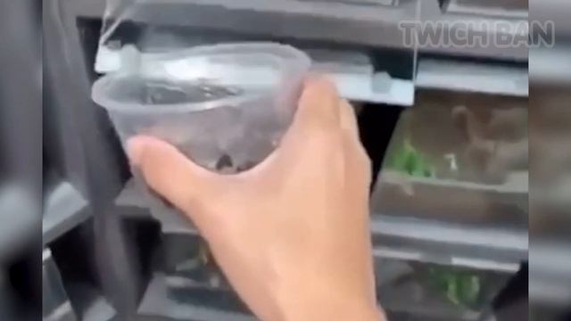 КОШМАР БУСТЕРА