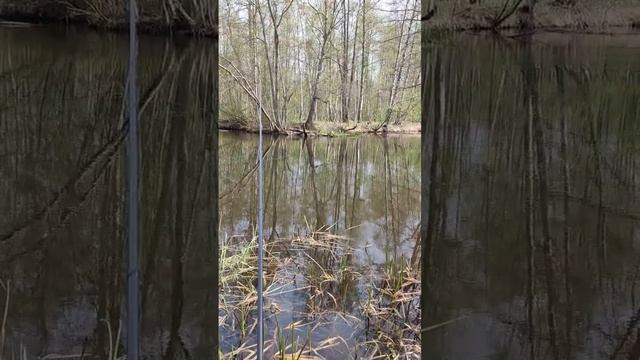 Первая рыбалка на речке Пионерке в этом сезоне! #Shorts смотреть онлайн