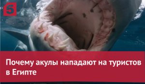 Фактически подкармливают: почему акулы нападают на туристов в Египте