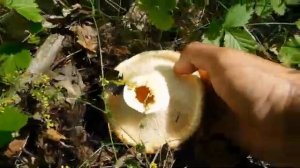 Море ГРУЗДЕЙ! За ГРИБАМИ В ЛЕС, В ЛЕС ПО ГРИБЫ!