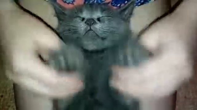 Спящий кот смотреть онлайн