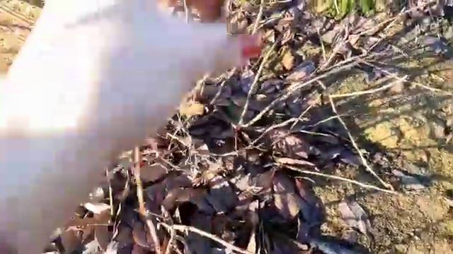 Голубика!-Обрезка в феврале! смотреть онлайн