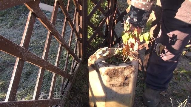 Как сохранить корни крупноцветковых клематисов до весны.