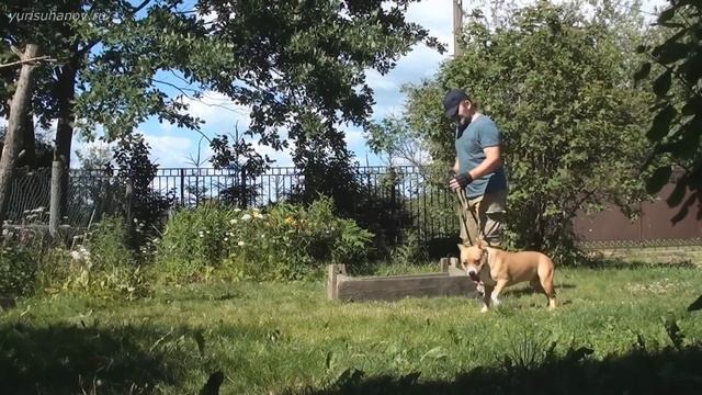 Как убрать СТРАХ и НЕУВЕРЕННОСТЬ у собаки. Дрессировка амстаффа Рика смотреть онлайн