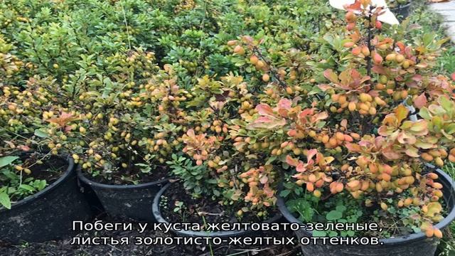 Барбарис Тунберга
