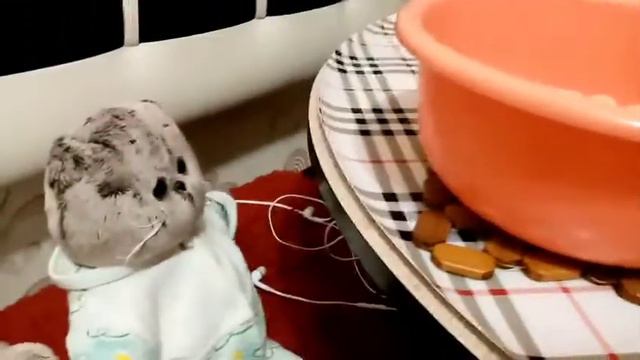 Канал теперь будет называться по другому?!😱Новый влог❤️ смотреть онлайн