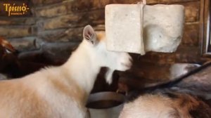 ДЛЯ ЧЕГО КОЗАМ СОЛЬ?