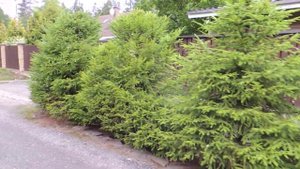 Живая изгородь из ели.
