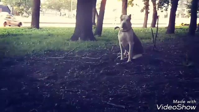 Дружба питбулей и человека смотреть онлайн