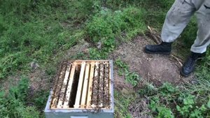 🌳Снимаем рой пчёл 22.05.2020.