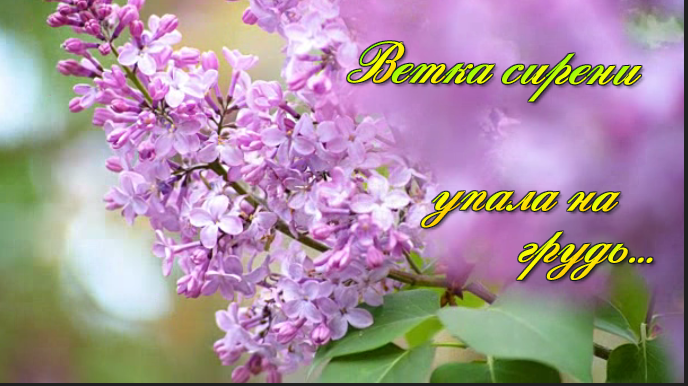 Ветка сирени упала на грудь... Песня под гармонь