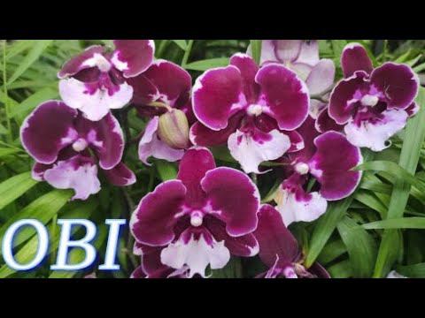 №867/ ОБЗОР орхидей в OBI