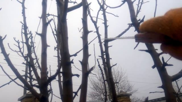 ОБРЕЗКА ГРУШИ РАСТУЩЕЙ В ВЕРХ. Если вытягивается груша смотреть онлайн