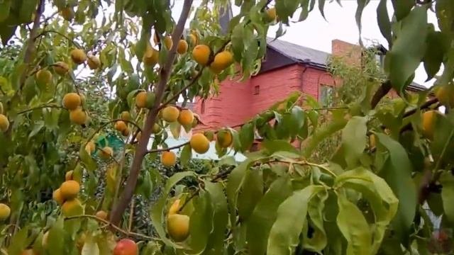 ОБЗОР ЛЕТНЕГО САДА, ПРОДОЛЖАЕМ ГУЛЯТЬ ПО САДУ