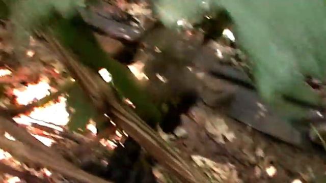 Сорт винограда "Адмирал" - сезон 2018 смотреть онлайн