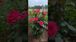 Роза Вильям Шекспир.